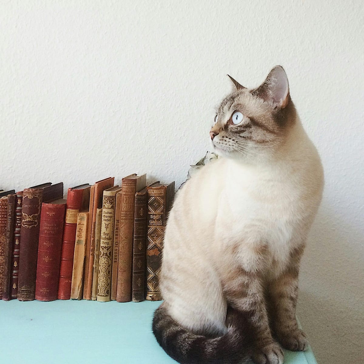 Nguyễn Minh Tuyết avatar